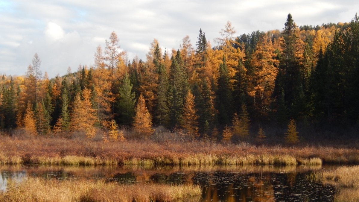 Have you heard of the Golden Encore?
Tamaracks are the beautiful golden-yellow coniferous tree you might spot along Highway 60 or the trails in the late fall.
For more information visit:
https://t.co/01iGlidf6B https://t.co/TexOmb5ZDv
