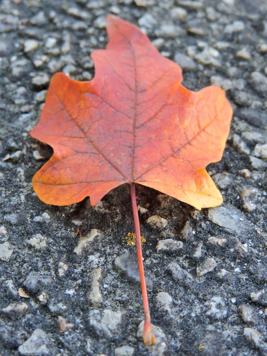AUTUMN!🍁
Photo By: Joseph Hill🙂📸🍁
#Autumn🍁 #leaf #niceview #beautiful #awesome #Peaceful #Afternoon #daytime #autumnvibes #SouthernPinesNC #October https://t.co/86CXrg148G