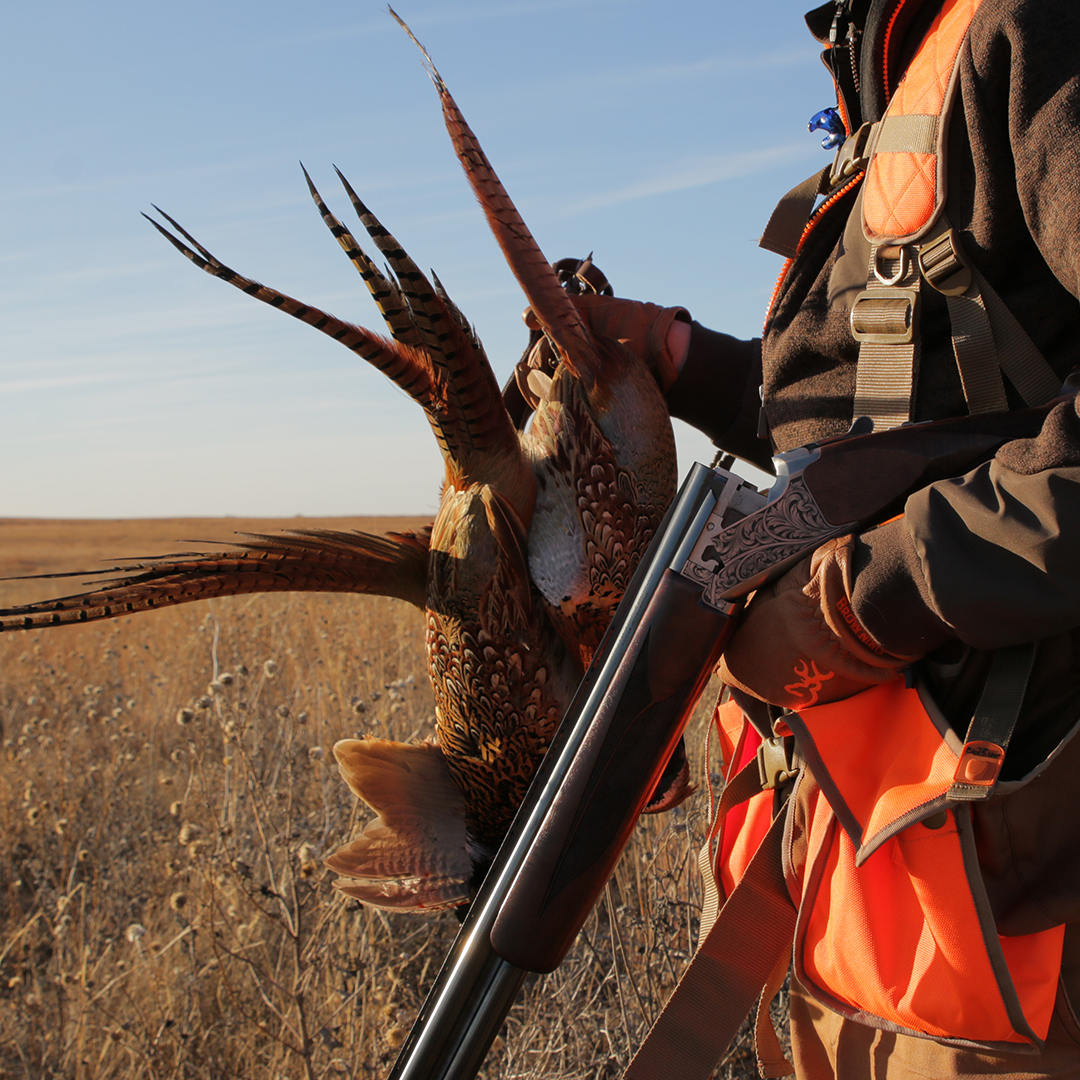 pheasants4ever's tweet photo. ROOSTER REPORTS? How did your weekend of pheasant hunting go? In what state? #RoosterReport #pheasantsforever https://t.co/OzFtjAaB0f