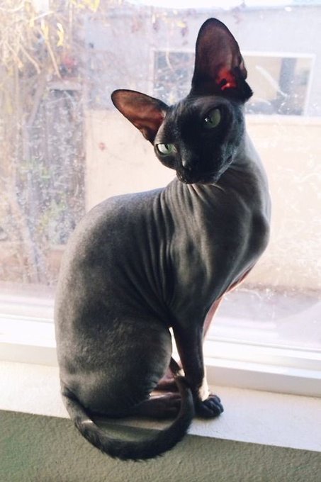 Dear sugar daddie... plz get me a black sphinx😍 https://t.co/6cAzZkm0CA