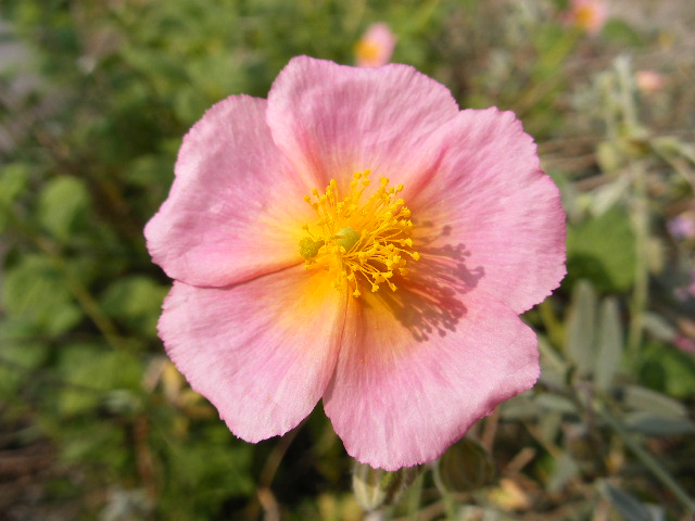 Some days all I can do is post a picture of a flower😶
#ME #CFS #FM #myalgicE #MillionsMissing #MECFS #MEAction #pwme #ChronicFatigueSyndrome #MyE #spoonies #spoonie #art #health #Creative #creativeartist #wellbeingthroughcreativity #artistic #fatigue #chronicillness #ChronicPain