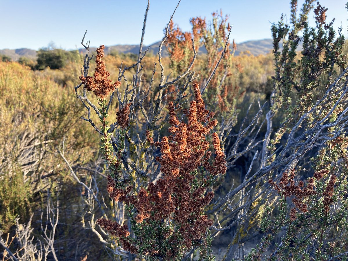 Warner_Springs's tweet photo. Clear blue skies and warm autumn colors during the hike this morning. Chihuahua Valley, California. #sandiego #mountains #chaparral #chamise #redshanks #california #fallcolors https://t.co/pjft85VshF