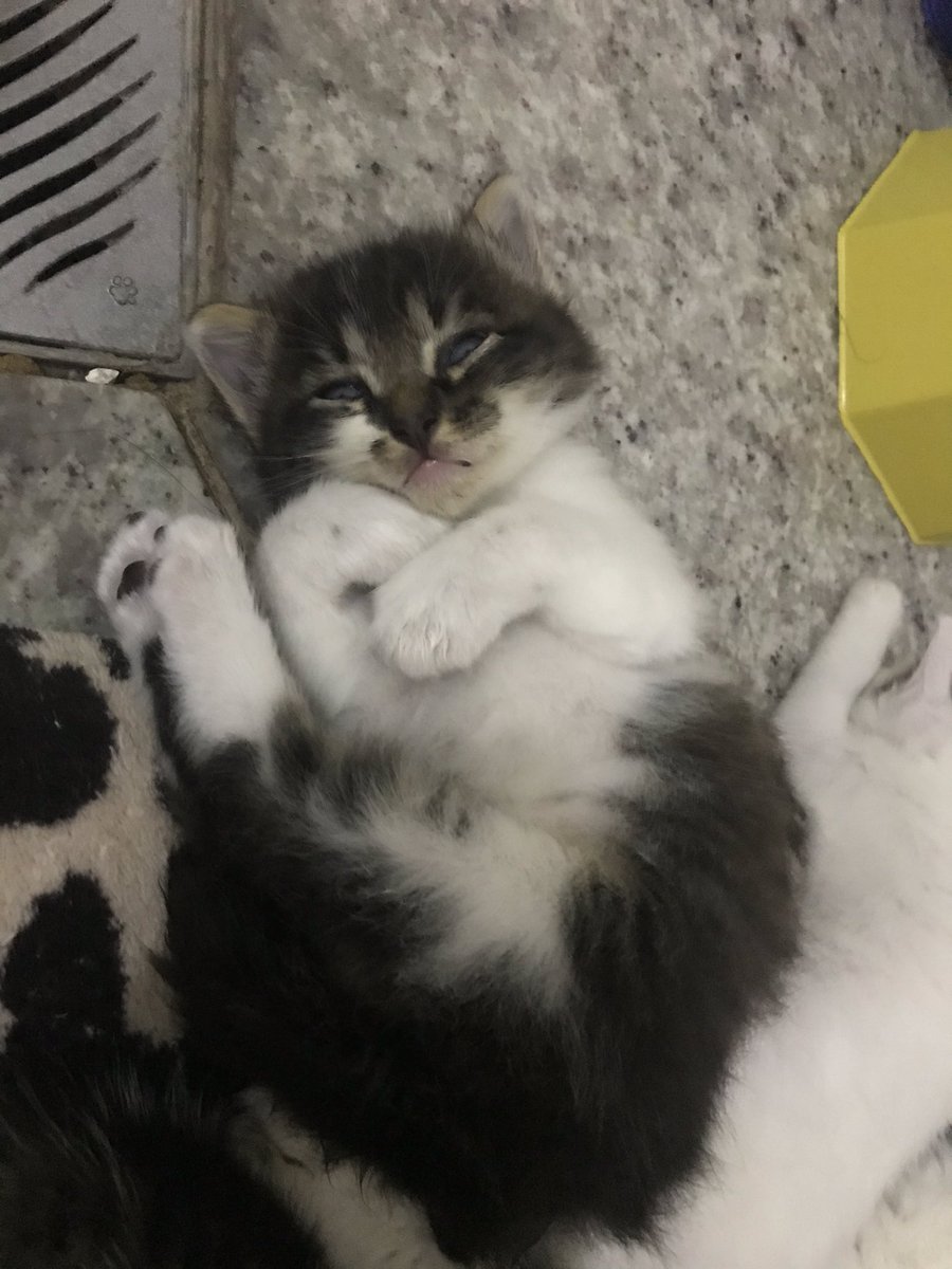 amandarobers_'s tweet photo. Gatinhos filhotes de 45 dias para adoção RESPONSÁVEL. 3 machos e 1 fêmea. *apenas para apartamentos telados* se alguém tiver interesse me chama na DM e conversamos🐾💙 (já vou avisando que vou ser criteriosa pra doar meus pequenos rsrs) https://t.co/811YYlOLTC