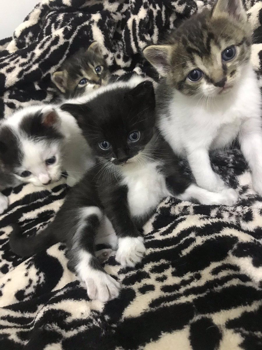 amandarobers_'s tweet photo. Gatinhos filhotes de 45 dias para adoção RESPONSÁVEL. 3 machos e 1 fêmea. *apenas para apartamentos telados* se alguém tiver interesse me chama na DM e conversamos🐾💙 (já vou avisando que vou ser criteriosa pra doar meus pequenos rsrs) https://t.co/811YYlOLTC