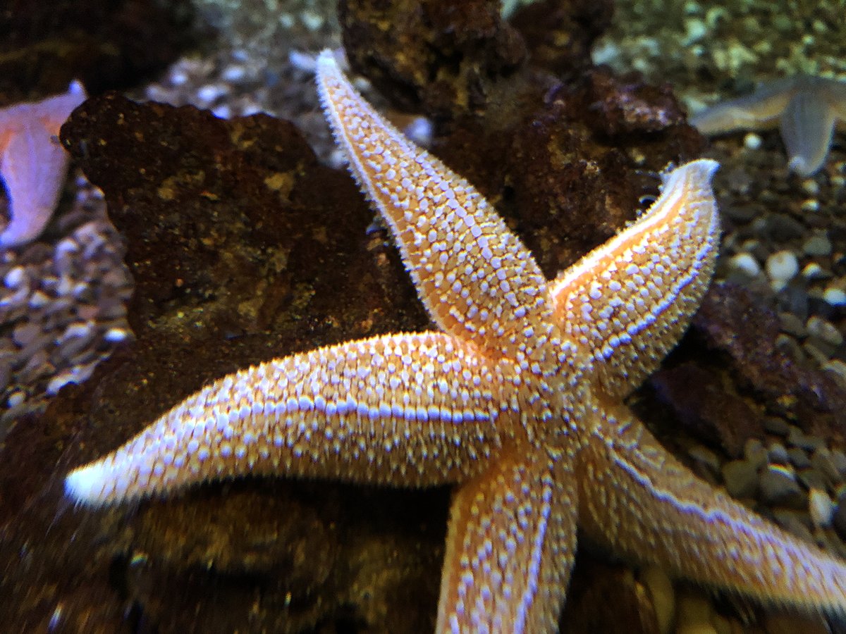 RipleysAquaCA's tweet image. Ready to SEA some STARS!? 
Okay, so maybe not what you thought, but we think our Sea stars are out of this world! 
Join us for our FB Live tomorrow at 9:00am!
