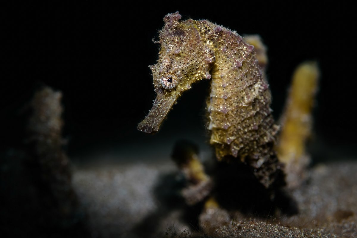 #Sygnathids #Seahorses #Pipefishes #Seadragons are iconic flagship species! IUCN Motion 111 will help protect these magical fishes. We urge IUCN Members to vote YES. iucncongress2020.org/motion/111
@IUCNseahorse
📸 Volker Lonz /#Guylian SOTW