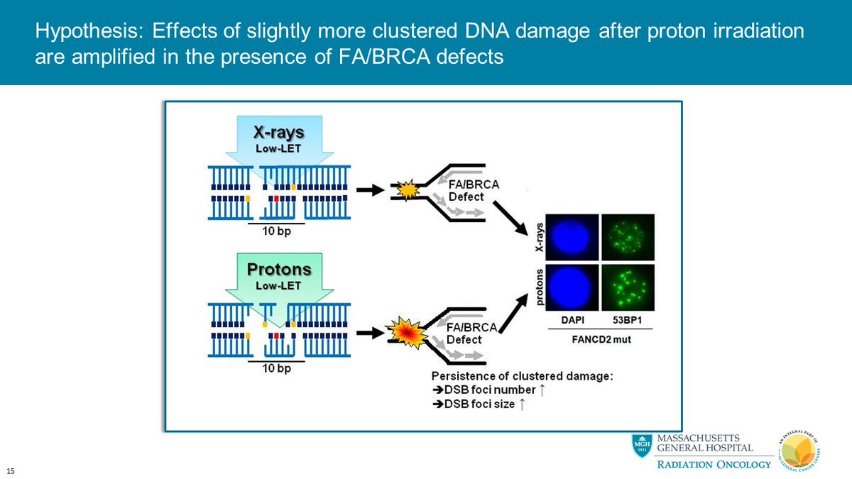 Basically, homologous recombination and other repair defects are hypothesized to amplify the consequences of clustered DNA damage between protons and standard radiation. #RadRes2020