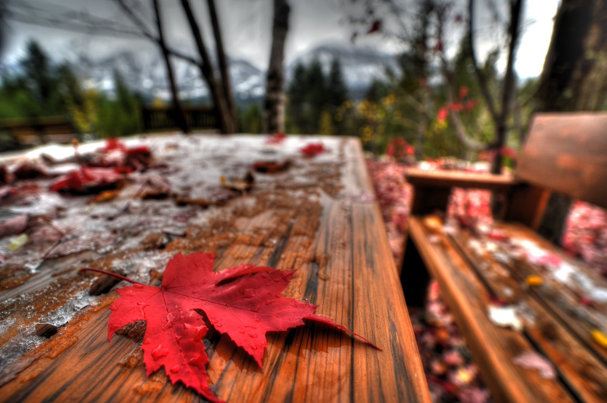 We had a beautiful stay at Kapristo Lodge near #GoldenBC. It had a sunning view and gorgeous colors. The hosts were excellent and made us a fantastic breakfast. I highly recommend it! #ExploreBC #Fall #FallColors #photography #leaf #photooftheday #Nikon #Laowa https://t.co/rPti2fSdbT