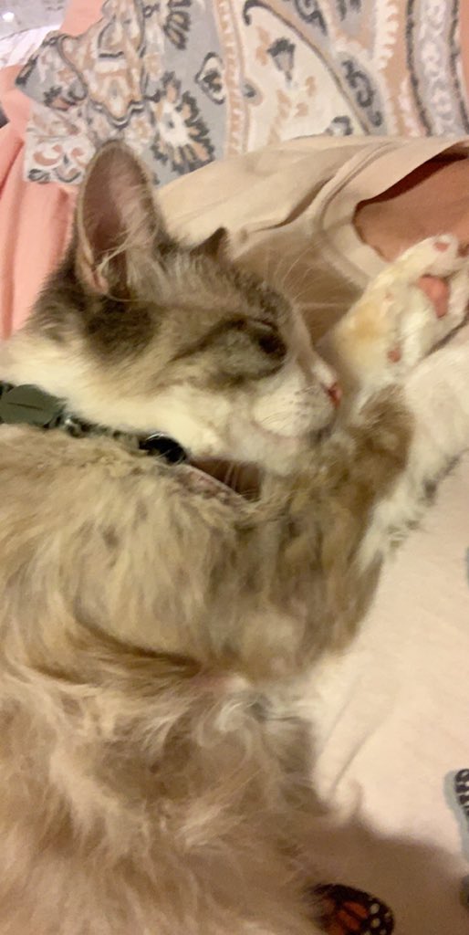 TaylorBranyan's tweet photo. hi twitter. I am thrilled to announce that I now share a home with a small cat named Louie. I saw this little guy outside and he politely explained to me that I am his mother and now I am legally obligated to care for him https://t.co/UtBKqeSNdQ