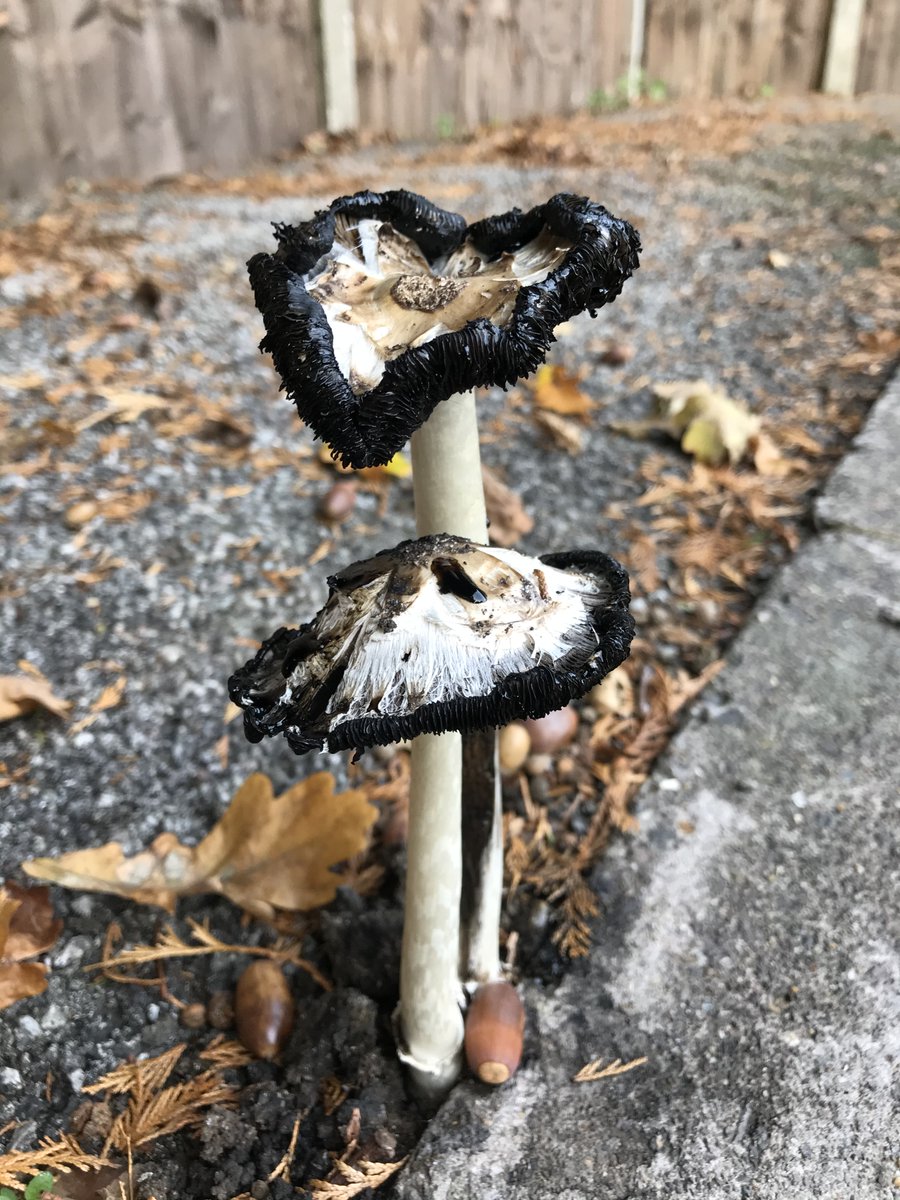 BrinkworthBird's tweet image. If this sidewalk was 2020...
and this mushroom  was the human spirit...
it’d  be shouting 👊💥 ’take  that’  👊💥 as  it  pushed  its  way  up  through  the  tar  and  gravel.  

#iflifegivesyoulemons #pavementspecial #howdidhedothat