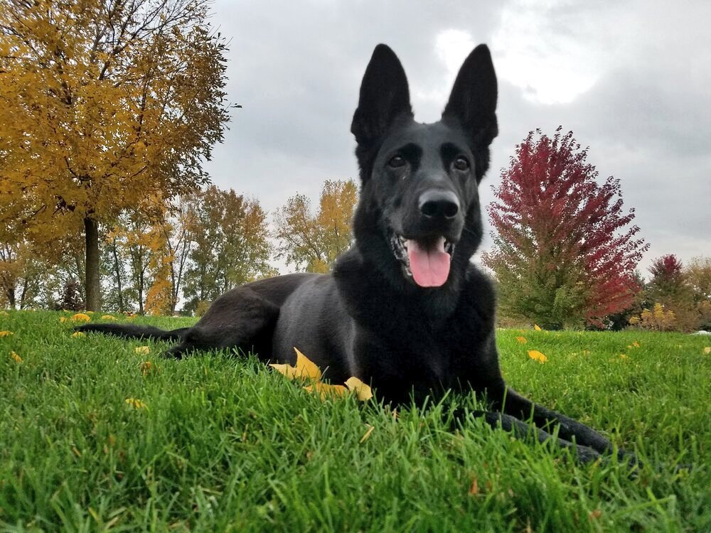 k9sofvalor's tweet photo. Meet K9 Creesta with the @outagamiek9unit. Creesta is trained in explosive detection and tracking of humans, like missing kids. Please help keep K9 Creesta safe by making a donation to help us provide a life saving Heat Alarm Alert System.

🚨Help Here:
https://t.co/jfRS5Elgma https://t.co/smkF39Lzgi