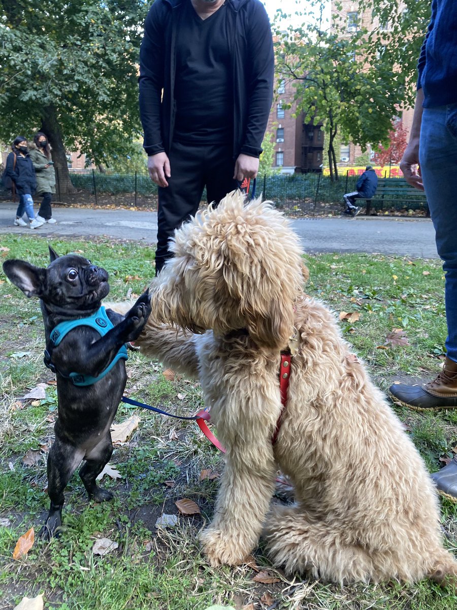 Got the Monday blues? We got ya! Love, Minnow & Ruby ❤️ 🙌🏻
#frenchbulldog #frenchie #goldendoodle #dogsoftwitter #dogs #highfive #nyc #washingtonheights #forttryonpark