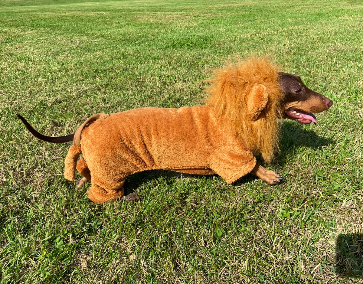 it is dogtober nineteenth