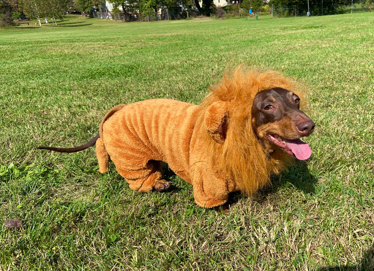 it is dogtober nineteenth