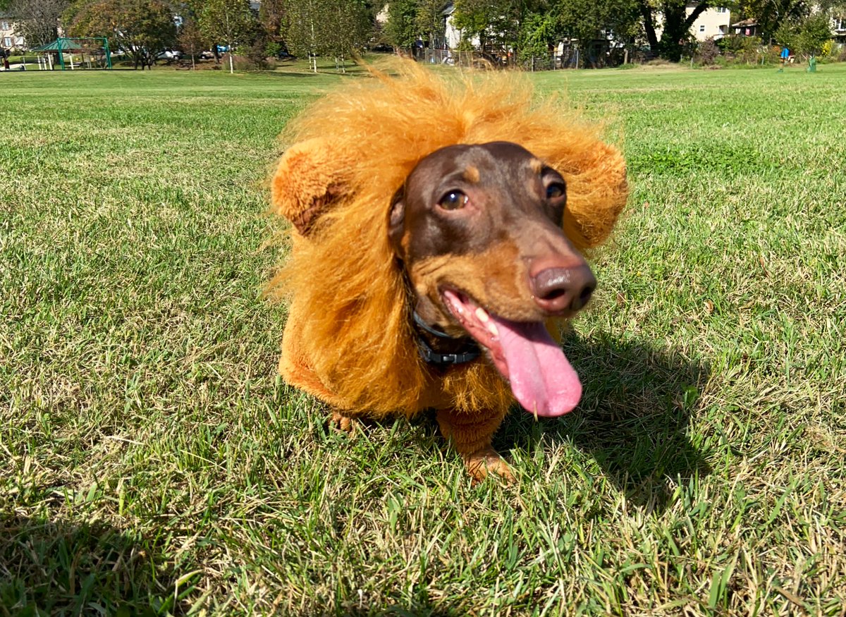 it is dogtober nineteenth