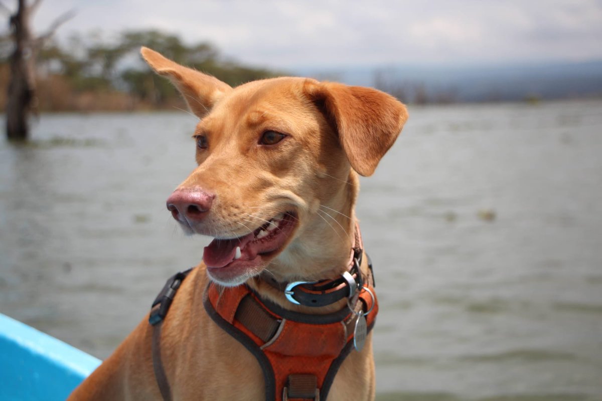 I will close this thread with a picture of my dog Scout, who went boating this weekend.