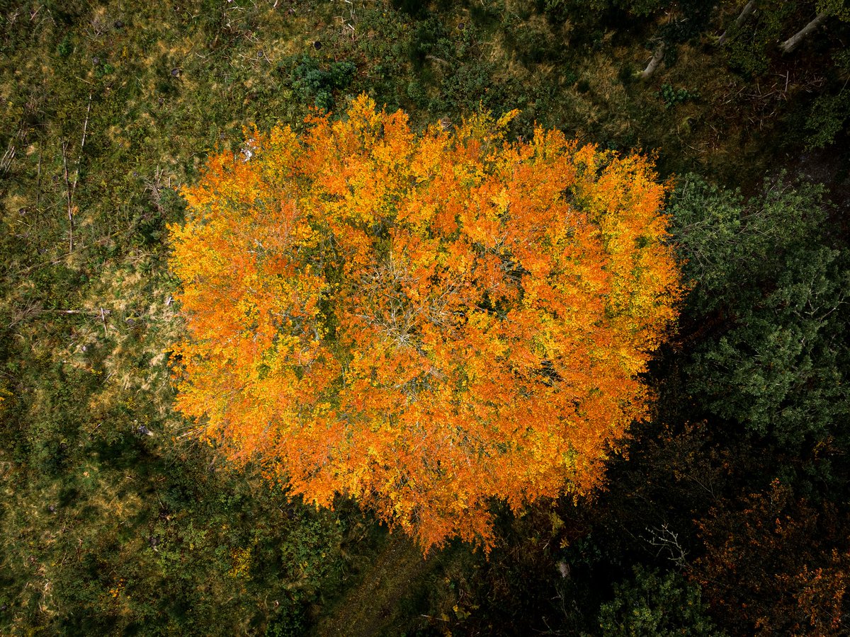 SilvaScienta tweet media