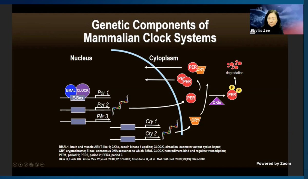 How fast is your cellular clock ticking? Genetic components of the Mamalian Systems @PhyllisZee  #CHEST2020  #CHESTSoMe  @accpchest