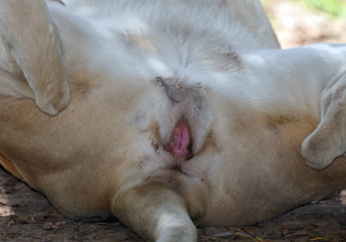 CyberIguana tweet media