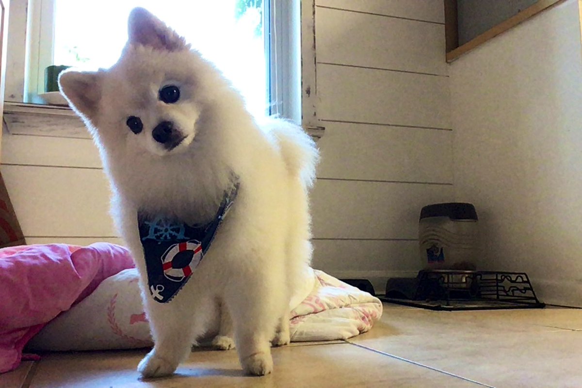 S0PHIATRAN's tweet photo. Ryce is wondering where I’m at. Please help me find him and bring him home. He is STILL MISSING. https://t.co/aBZojmiNu4