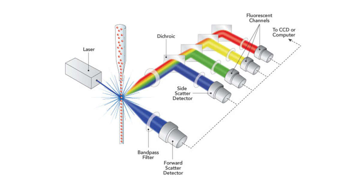 IDEXHandS's tweet photo. #Flowcytometry is a tool used in cell function #research and has emerged as an important clinical technique for #cancer #diagnostics. Learn how the right #opticalfilter can optimize #cellimaging: https://t.co/epgBmYRGhy https://t.co/Q6dQEetOCP