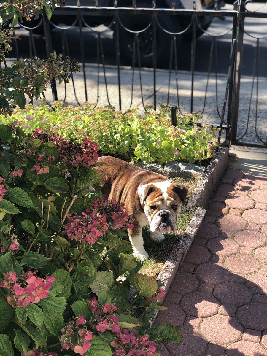 PudgeDaBulldog_'s tweet photo. I’m gettin big yall. https://t.co/6vo08RZX1i