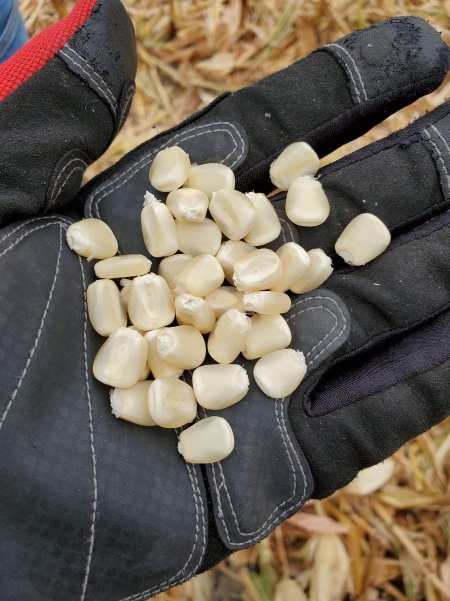 Greg Carpenter (@cowboycubby) on Twitter photo P1639WAM standing strong and Yielding at DeWitt NE. See the leaders in White Corn! Forward Thinking Farming Starts Here. <a href="/doran_johnson/">Doran Johnson</a> <a href="/SchultisGreg/">Greg Schultis</a> <a href="/PioneerSeeds/">Pioneer Seeds U.S.</a> <a href="/corteva/">Corteva Agriscience</a> P1639WAM standing strong and Yielding at DeWitt NE. See the leaders in White Corn! Forward Thinking Farming Starts Here. <a href="/doran_johnson/">Doran Johnson</a> <a href="/SchultisGreg/">Greg Schultis</a> <a href="/PioneerSeeds/">Pioneer Seeds U.S.</a> <a href="/corteva/">Corteva Agriscience</a>