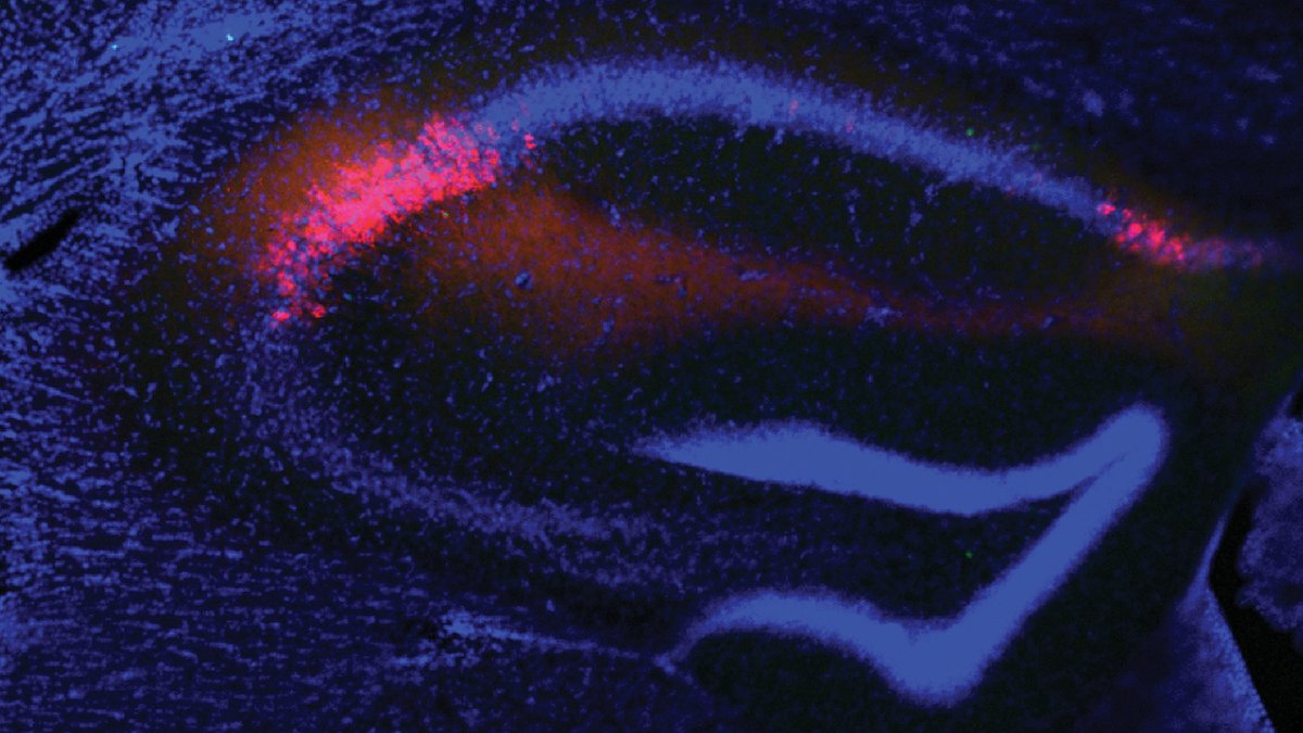 ZuckermanBrain's tweet photo. New research from Siegelbaum's lab @MacaylaDonegan published today in @NatureNeuro reveals cells that remember social interactions, in mice, a potential target to treat social deficits associated with schizophrenia:

https://t.co/KPygrsMkVg https://t.co/TtOKg3ZQif