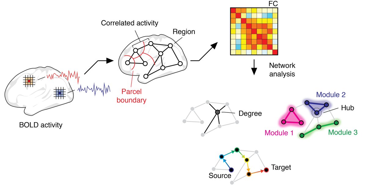 This is especially true of "functional connectivity", which is usually operationalized as the correlation magnitude of activity recorded from two brain regions (we'll come back to that in a moment). 3/n