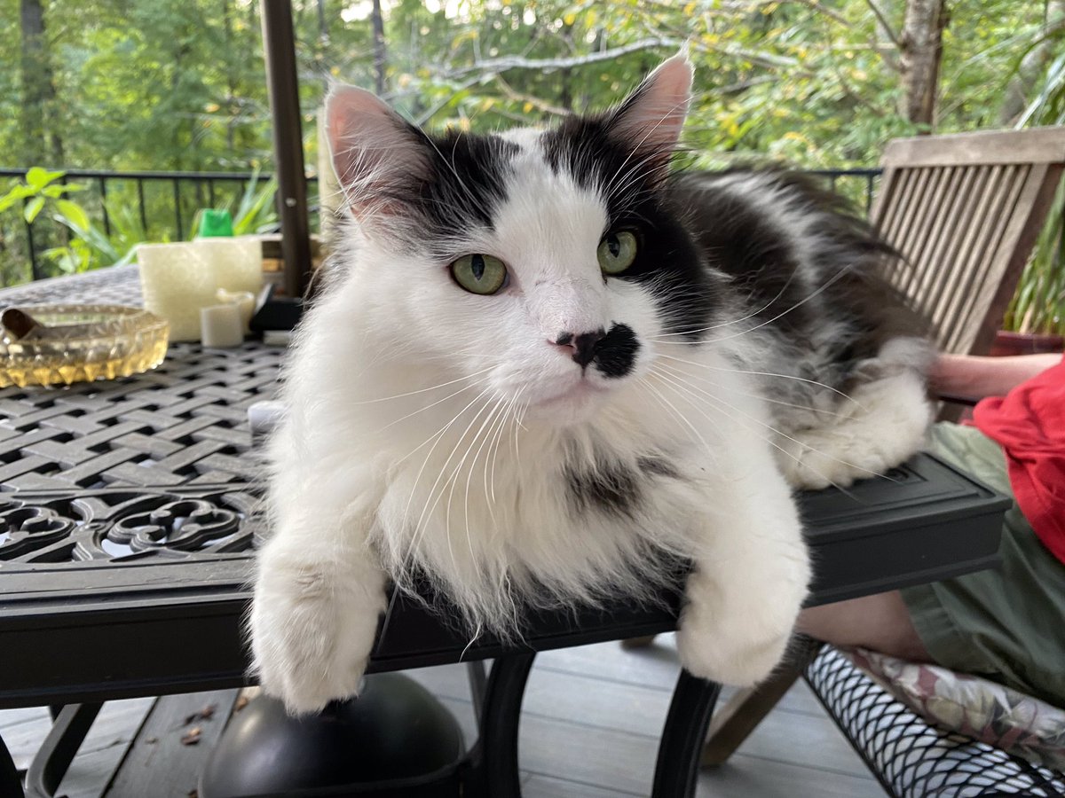 johnninjascott's tweet photo. #missingcat last seen in the Roswell area please let me know if you see him. I know this barely increases my chances of finding him but any shares help. https://t.co/ySgNUDGO51