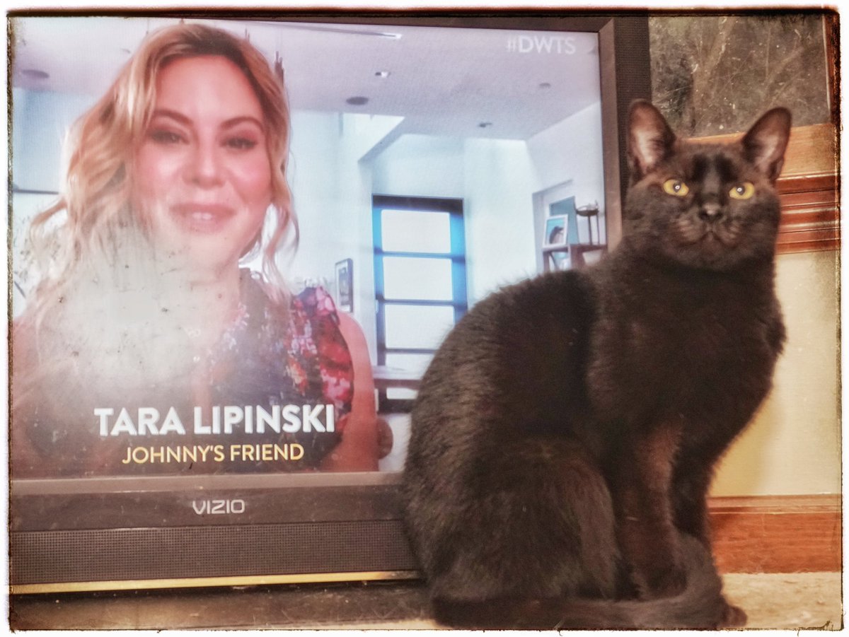 WyattMarlo's tweet image. Buffy is excited Derek's back. She is pretty sure he will give himself a 10.
#dwts #dancingabc #cat #CatsOfTwitter @derekhough @DancingABC