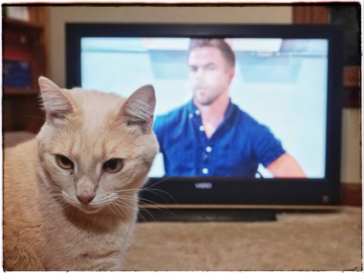 WyattMarlo's tweet image. Buffy is excited Derek's back. She is pretty sure he will give himself a 10.
#dwts #dancingabc #cat #CatsOfTwitter @derekhough @DancingABC