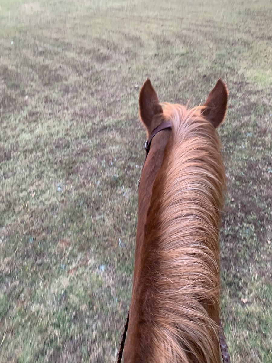 MWCEM1's tweet photo. Best. View. Ever. Had a great ride on Bugsy tonight, except for a few times when I’m sure he had no idea what I was asking him to do.He’s only been ridden Western,and I’ve only ridden English,so we had a few issues. #gonnaneedaninterpreter #suchasweethorsie
#haventriddenintoolong https://t.co/5xoFF1EPoQ