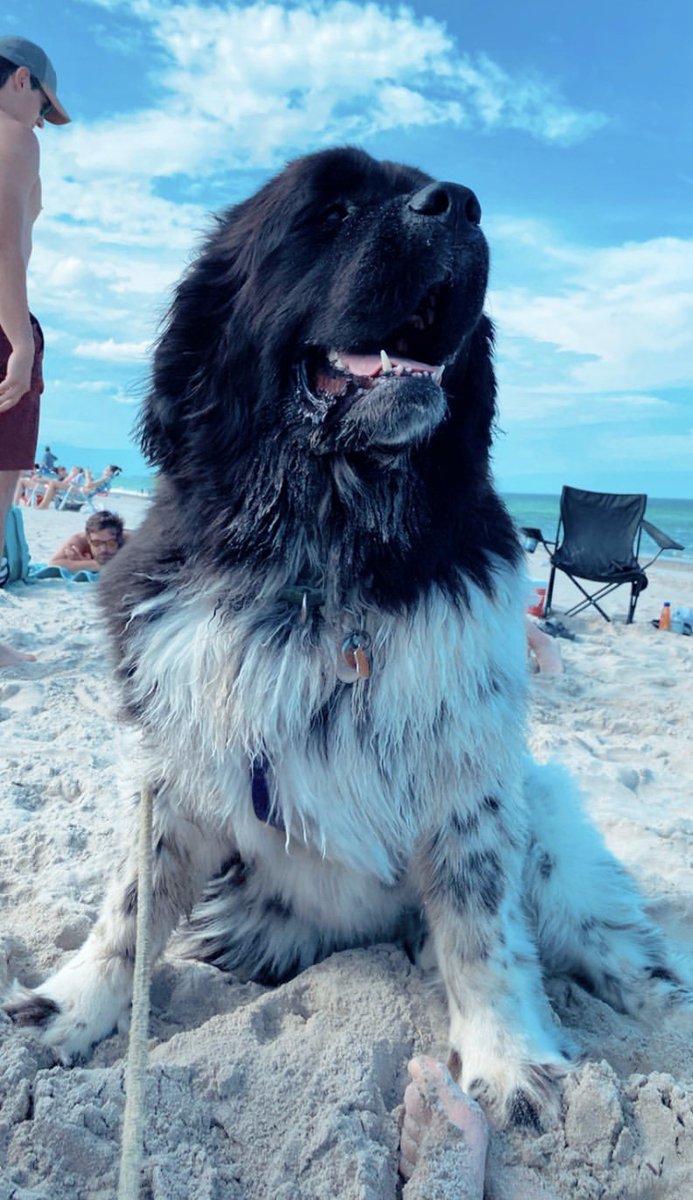 **NEWFOUNDLAND DOG THREAD**Here is my Newfoundland, Luna! Recently I’ve had an urge to share with the world why they are so great.There is a lot to cover with these majestic beasts so be sure to continue to the thread below!