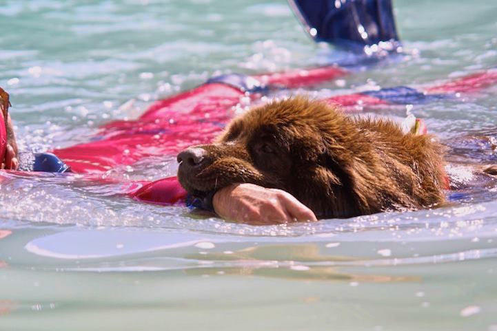 The Newfoundland Dog is the original "ships dog”. Also nicknamed the “lifeguard dog” and for good reason.Used for taking ropes ashore in North Atlantic seas, retrieving lost fishing gear, and rescuing humans.It has also been used as a pack animal, sled dog, and carting dog