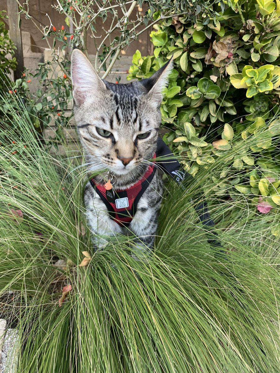 catnamedspike's tweet photo. I feel like a work of art. 🎨 

#pet #pet #catlover #catpics #cat #catlife #bestcat #CatsOfTwitter #CatsOnTwitter #tabbytroop #tabby #tabbycat #cats #meow https://t.co/TR3o8Jb6eM