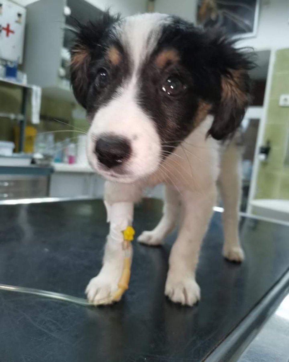 #ARG
URGENT!🆘🆘SAM, 6 MONTHS OLD, IS IN THE VETERINARY FOR CHLORINE INGESTION, THIS ANIMAL ALMOST DIES AND NEEDS STOMACH WASHING, IT REQUIRES $ 170 TO DO THE WHOLE PROCESS🙏. Need your pledges 🙏
Donations/Pledges ⬇️
paypal.me/AssociationPaws