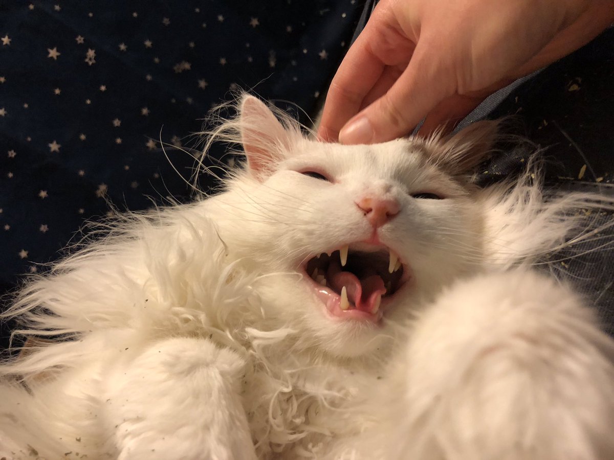 ThurstonWaffles's tweet photo. 1/2 Jim Henson puppet, 1/2 velociraptor 😺🦖 https://t.co/Ua1WBJqkyk