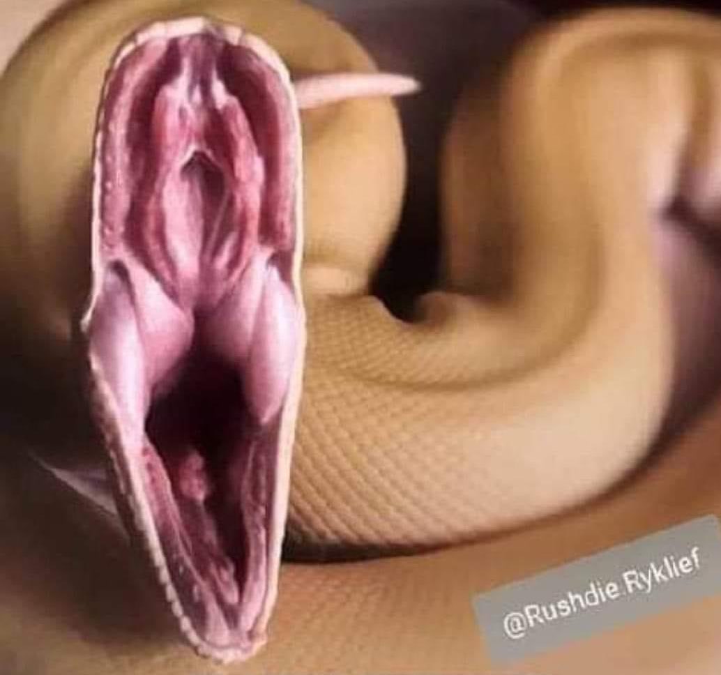 🌱ﾟLisa・⁠｡✿ on X: This is a snakes mouth. It all makes fucking sense now.  t.coYAncd9M1p2  X