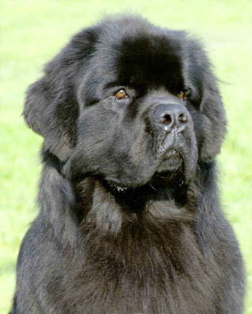 - They developed from the inter-breeding of European Dogs brought to Newfoundland in the 15th and 16th century by explorer’sThe Newfoundland dog first appeared in text in 1775 when George Cartwright, entrepreneur, applied the name of the breeds native island to his own dog.