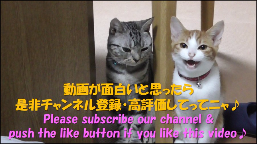 NICO_cat1205's tweet photo. 生後3か月の乳児ソラ坊、初めて猫に触る。緊迫した雰囲気の中受け入れてもらえるか⁉
https://t.co/t0JOe9ZPl3

ソラ坊がラテを初めて触ったり呼びかけたりした様子をお見せします。ソラ坊だけでなくラテの成長も感じられる動画です！
そして、今夜あの名作が甦る…！

#猫好きさんと繋がりたい https://t.co/DHvfjlqCn3