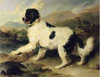 My Newfoundland, Luna, is a Landseer Newfoundland, due to her coloring. Named after the English Artist, Sir Edwin Henry Landseer (1802-1873) .Mr. Landseer painted many Newfoundland during his life, particularly the white and black variety.