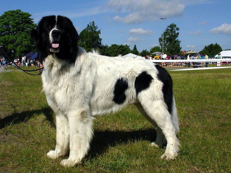 Interestingly, in some countries, the Landseer is regarded as its own breed and there its shape has diverged, producing a longer legged dog.