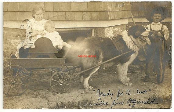 WORKING DOGSIt is estimated in 1824, in the city of St. John’s, Newfoundland, there were as many as 2,000 Newfoundland dogs working for their owners. Being used to deliver milk and haul loads throughout the city.