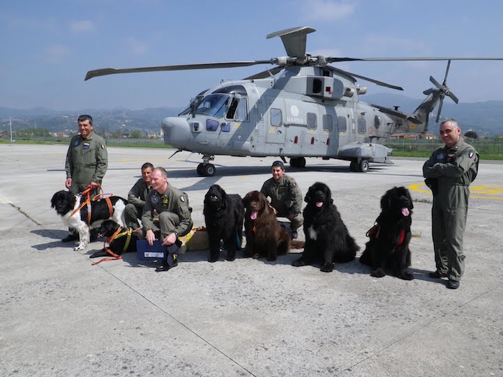 Being such large and great swimmers, is precisely why the Italian Coast Guard has a special K9 lifeguard unit. From speeding boats and hovering helicopters, the Newfoundlands are able to jump into the water and use their tremendous strength to reliably pull a person to shore.