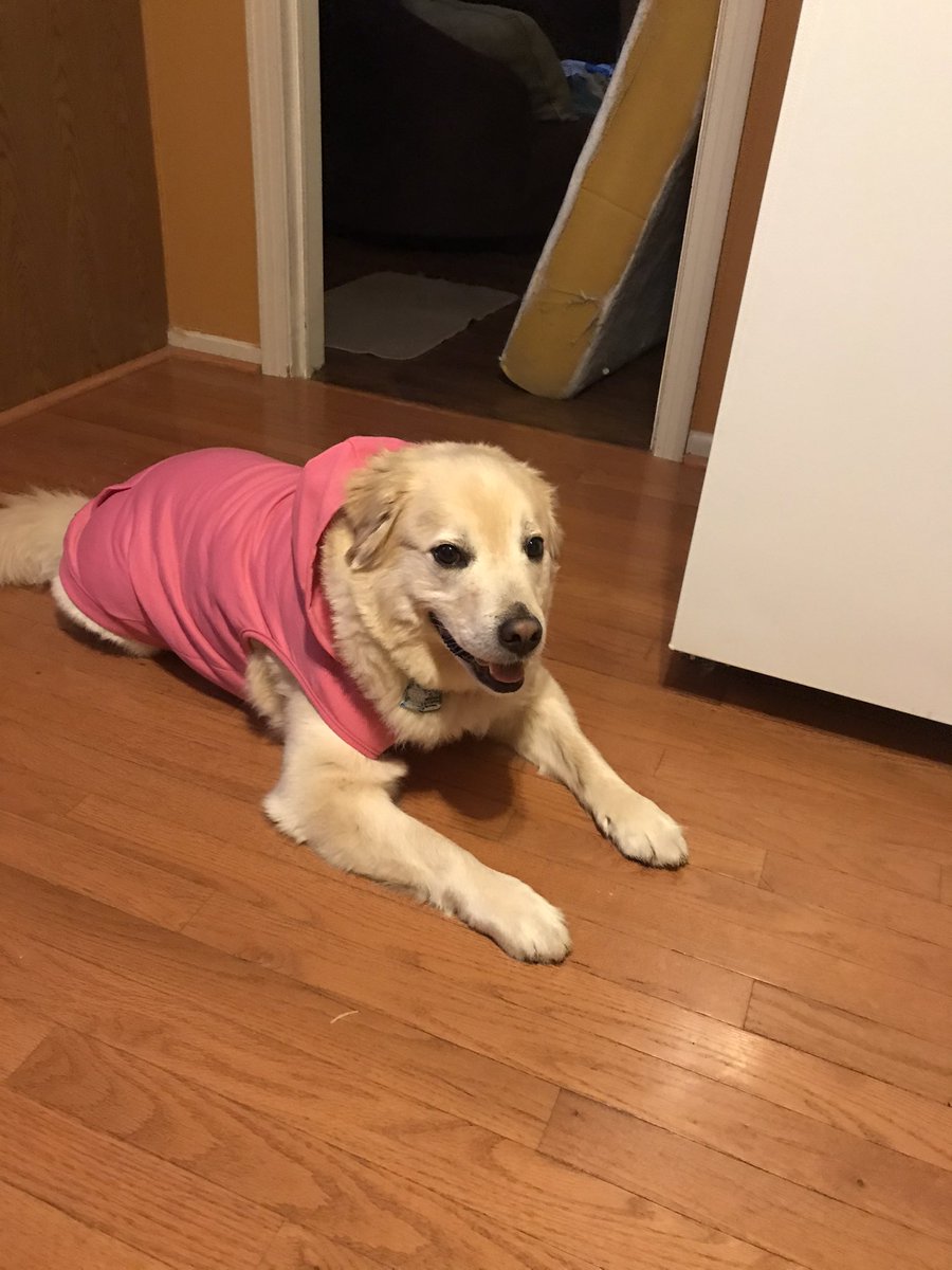 mcaro05's tweet photo. #idrivefor my adorable dog Leo . Come on Twitter, make him go viral! Leo is wearing pink for all the breast cancer survivors. @chevrolet #rescuedog #goldenretriever #dogtwitter https://t.co/an6he3inVd