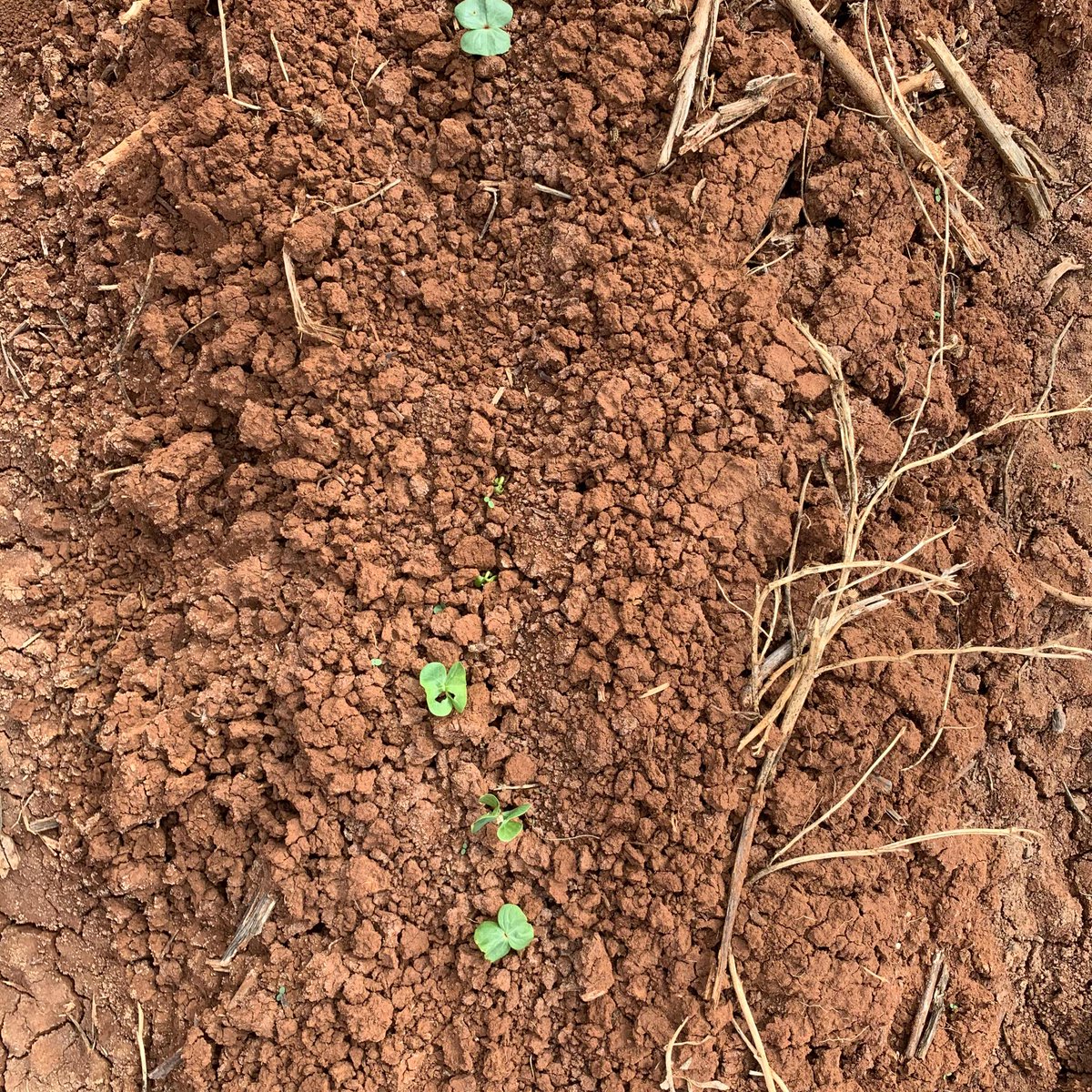 summitagconsult's tweet photo. This week we are busy assessing paddocks for gaps, yield is lost when there is not enough plants. We have seen issues with seed coat fragments getting caught in planters causing more double ups then usual. CSD has a great tool for calculating replant https://t.co/v7Vt6OLEbo https://t.co/ACziYMxDUb