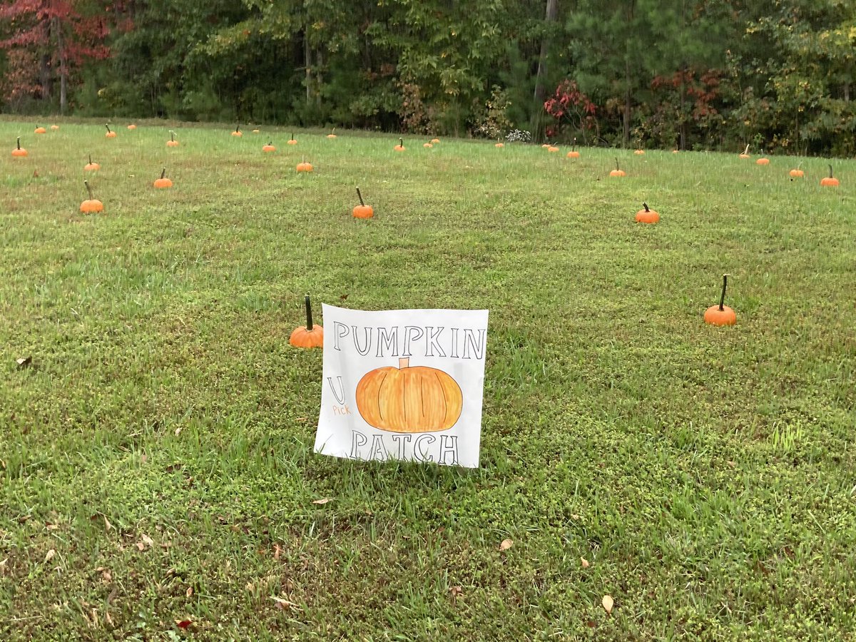 Lnval23's tweet photo. We might not be able to go on our field trip to the pumpkin patch this year but we can bring the pumpkins to our Kinders!  #kindergartenrocks @FRESWarriors  @kfrogscolleen @cardboardteach https://t.co/XOLSrFtInx