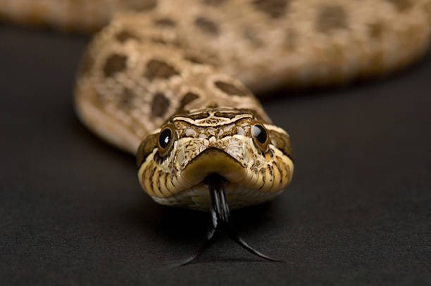 ReptilesUganda's tweet photo. Please follow us @ReptilesUganda We follow back! And also these are awesome Reptiles 🦎 

#SnakesofUganda
#UgandaReptileVillage https://t.co/ntYPoGgBVJ