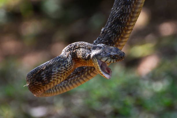 ReptilesUganda's tweet photo. Please follow us @ReptilesUganda We follow back! And also these are awesome Reptiles 🦎 

#SnakesofUganda
#UgandaReptileVillage https://t.co/ntYPoGgBVJ